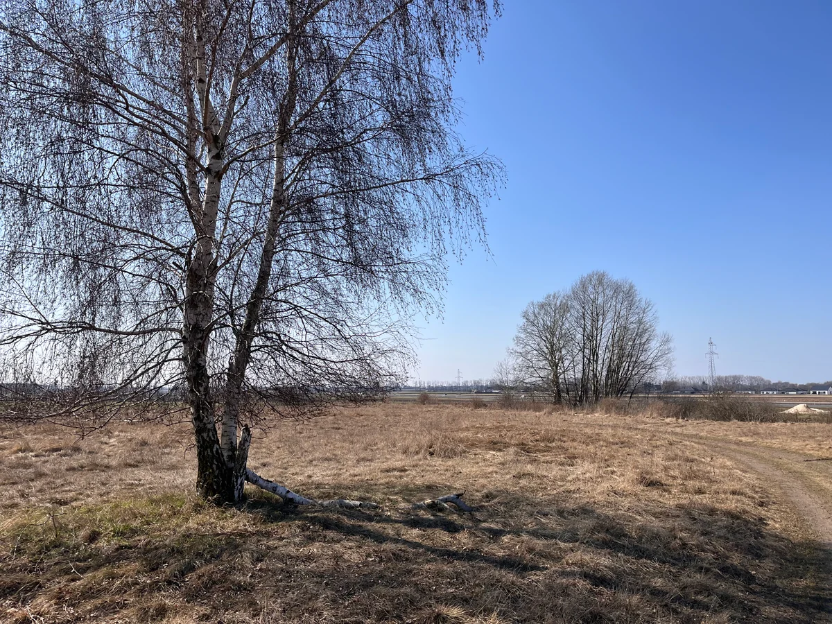 Tło dla: Pole Bujaka