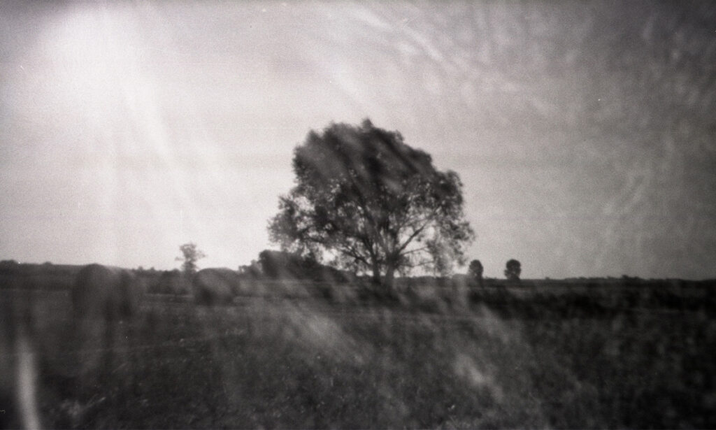 Pinhole photography, tree
