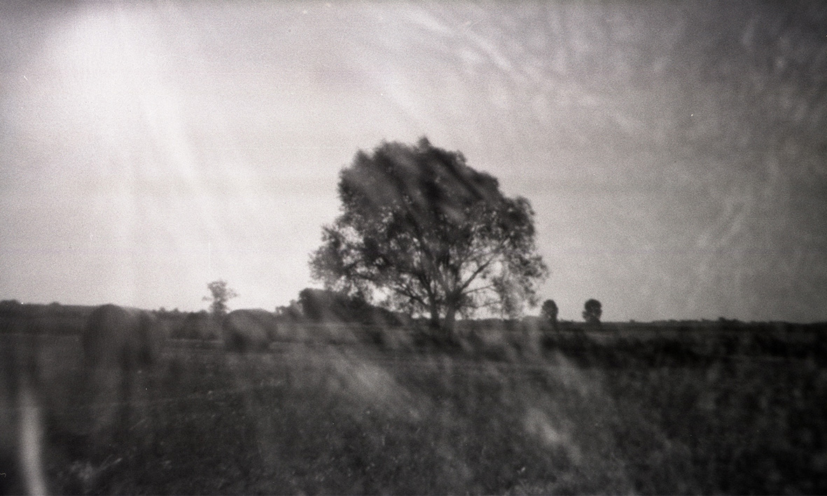 Pinhole photography, tree